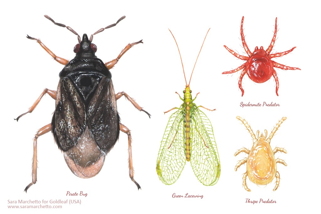 Beneficial insects for organic farming illustration
