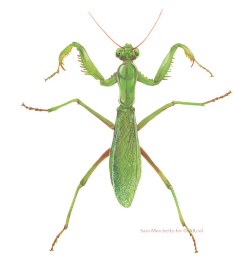 Praying mantis illustration.